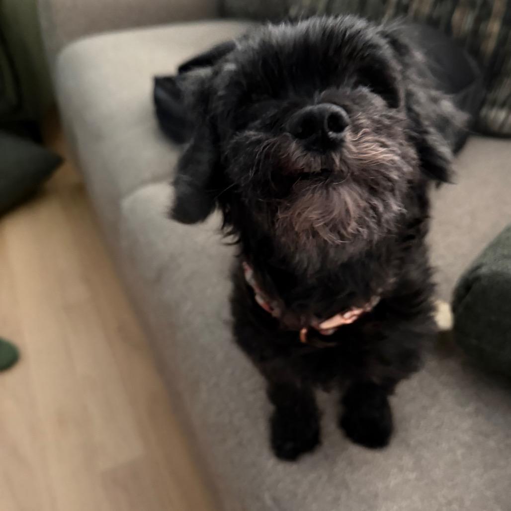 Enlarge Athena, a Adoptable Miniature Poodle in Fond Du Lac, WI image 3/6