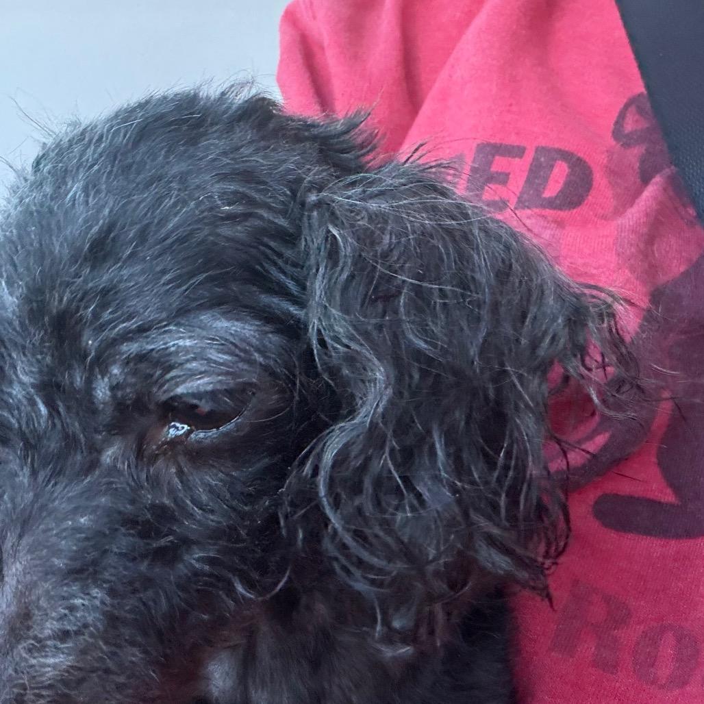 Enlarge Athena, a Adoptable Miniature Poodle in Fond Du Lac, WI image 4/4