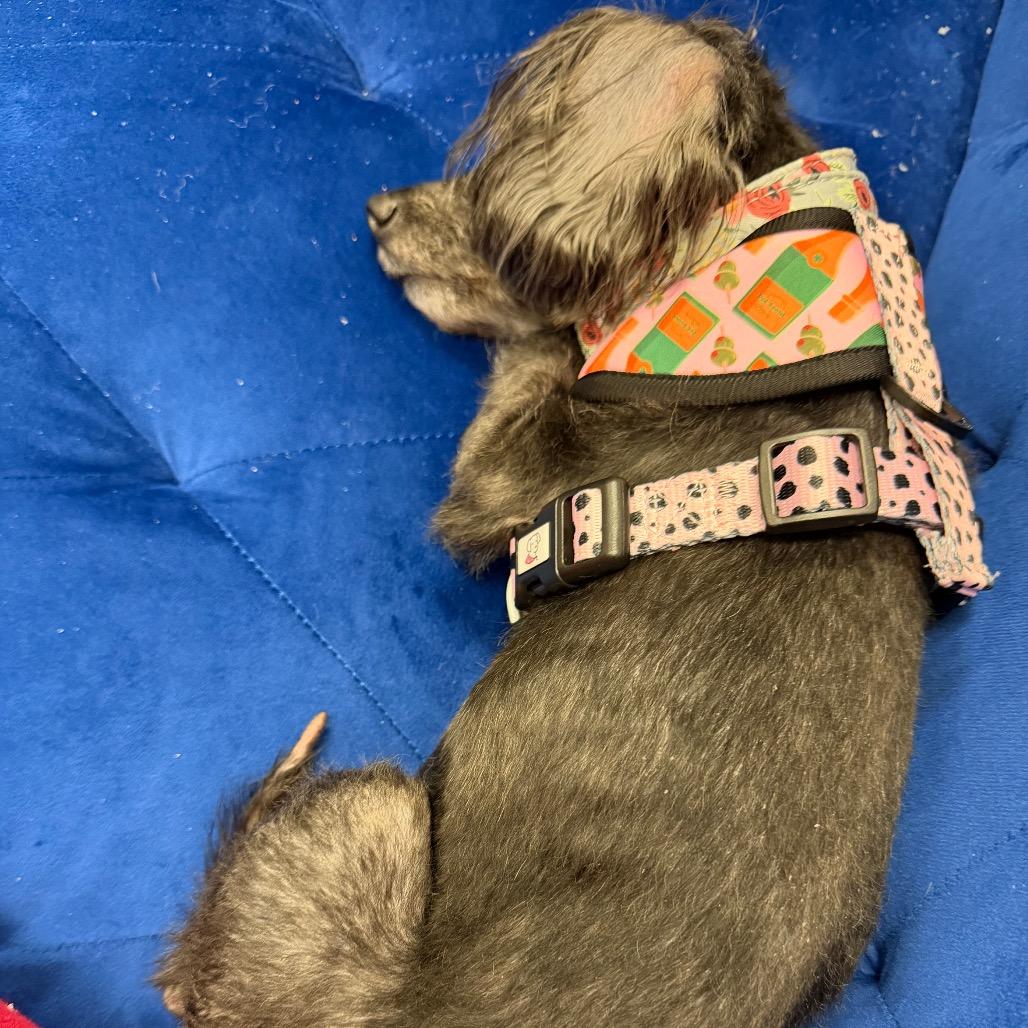 Athena, a Adoptable Miniature Poodle in Fond Du Lac, WI image 1/2
