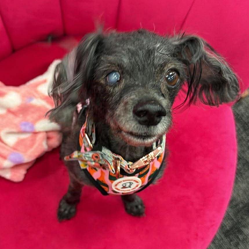 Athena, a Adoptable Miniature Poodle in Fond Du Lac, WI image 2/2
