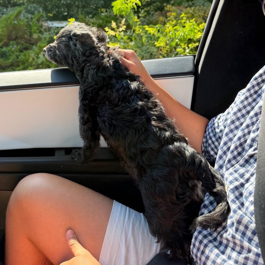 Enlarge Athena, a Adoptable Miniature Poodle in Fond Du Lac, WI image 6/6