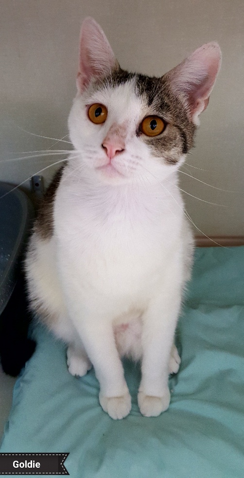 Goldie, a Adoptable Domestic Short Hair in Key Largo, FL image 1/3