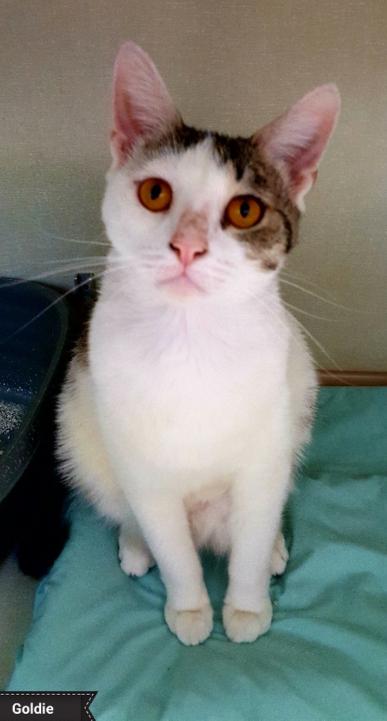 Goldie, a Adoptable Domestic Short Hair in Key Largo, FL image 2/3