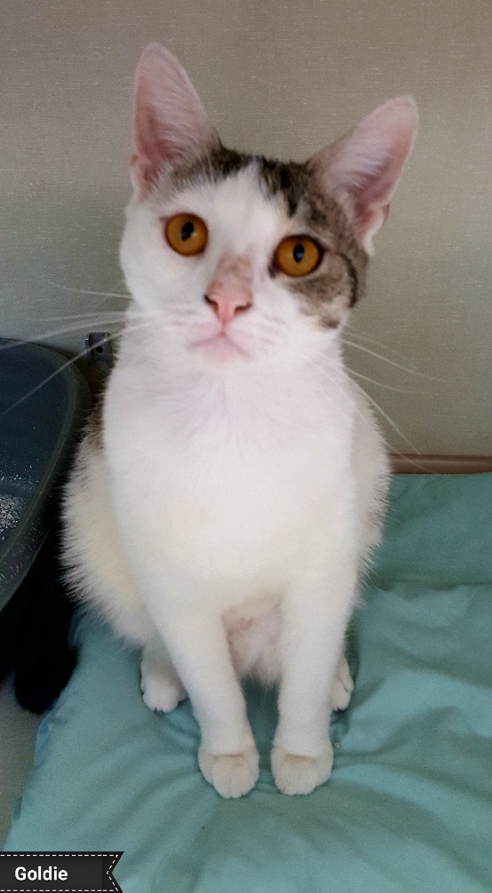 Goldie, a Adoptable Domestic Short Hair in Key Largo, FL image 3/3