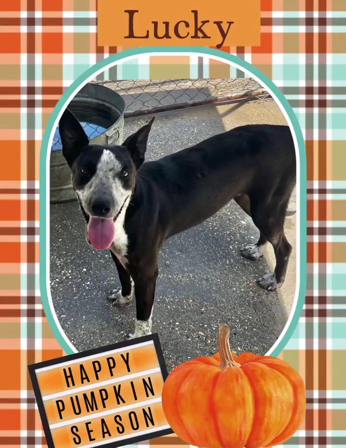 Lucky, Adoptable, Young Male Australian Cattle Dog / Blue Heeler.