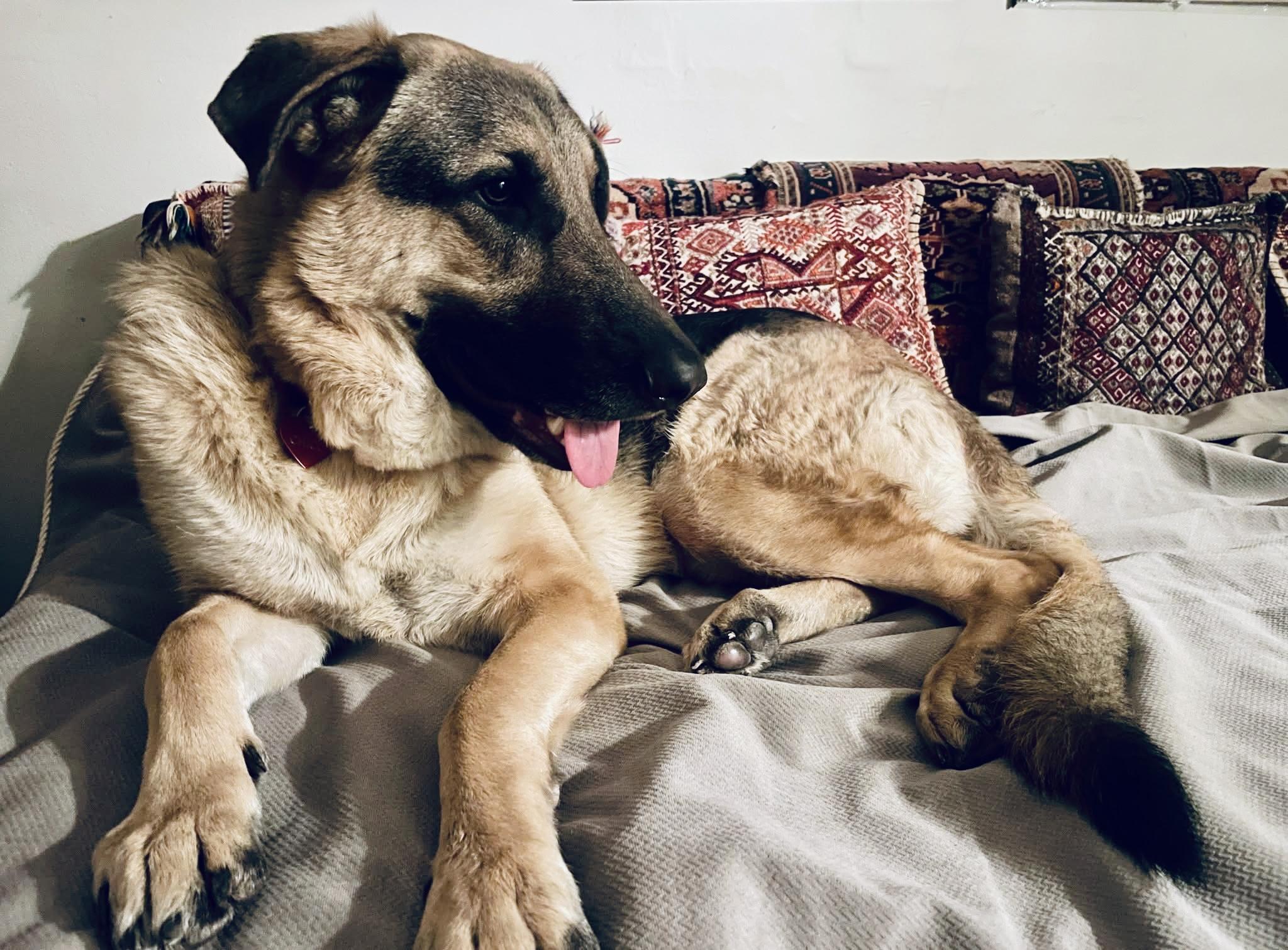 Enlarge Chico, a ADOPTABLE mixed breed in Toluca Lake, CA image 2/3