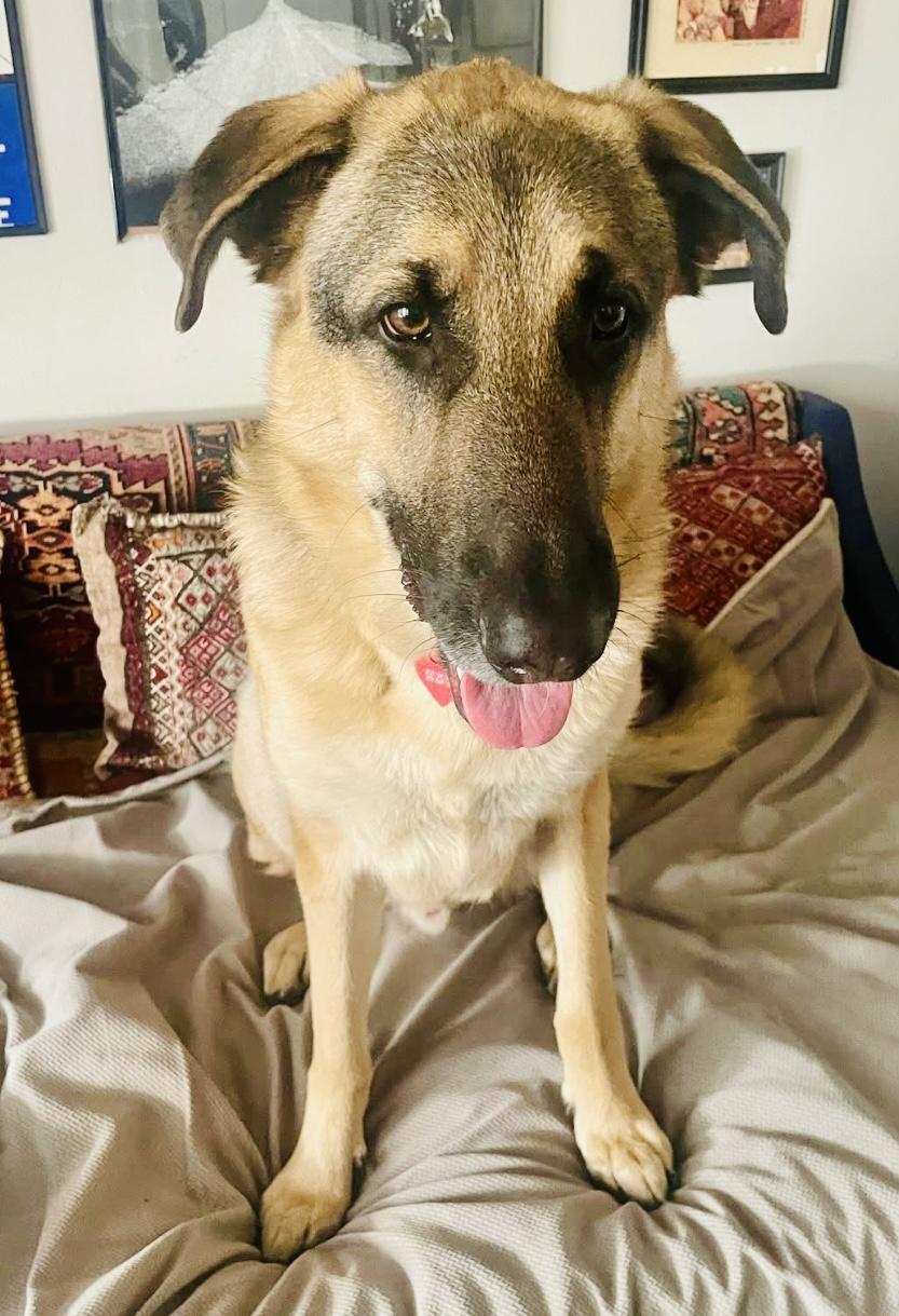 Chico, ADOPTABLE, Adult Male Turkish Kangal.