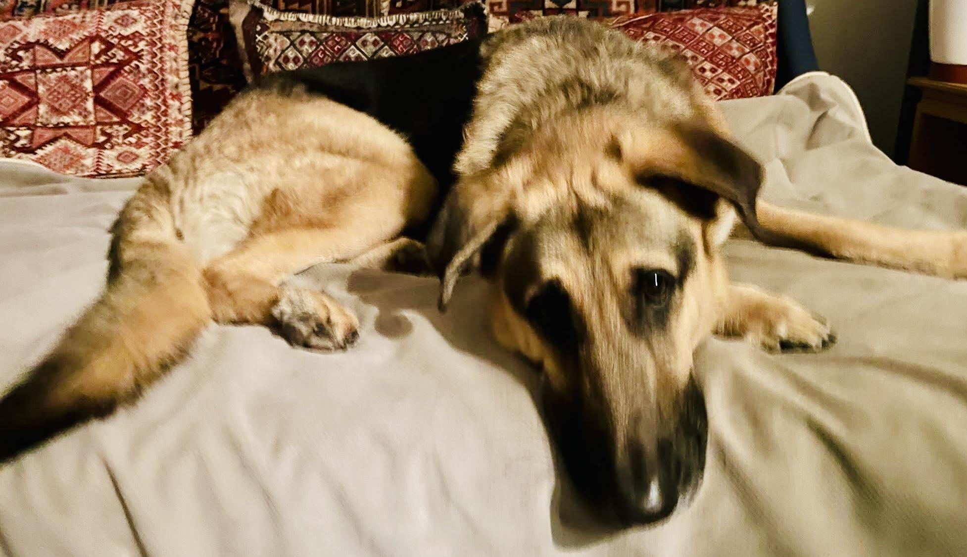 Enlarge Chico, a ADOPTABLE mixed breed in Toluca Lake, CA image 3/3