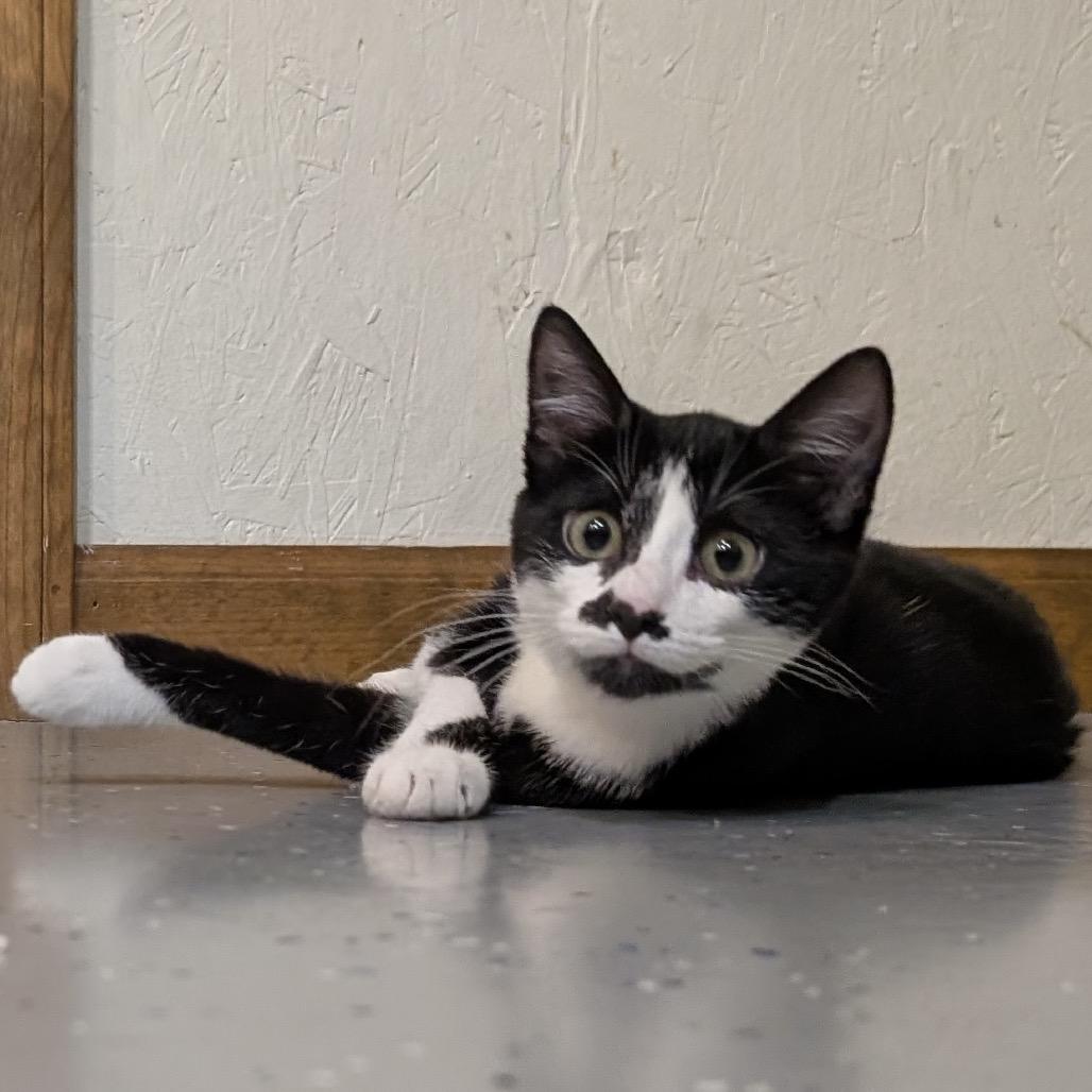 Charlotte thumbnail 2