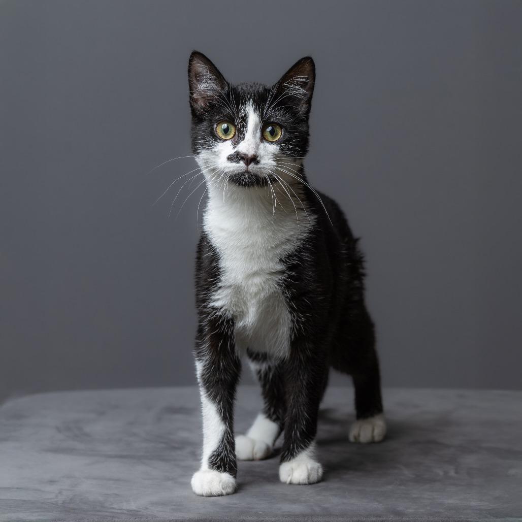 Enlarge Charlotte, a Adoptable Domestic Short Hair in Columbia, MO image 2/2