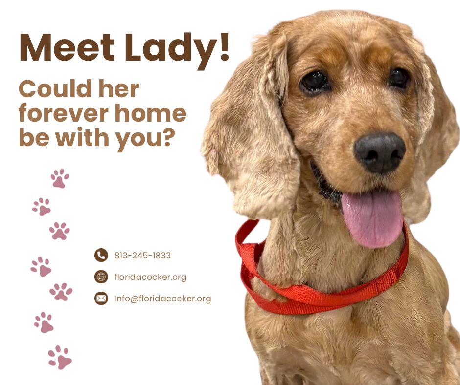 Lady, Adopted, Adult Female English Cocker Spaniel.