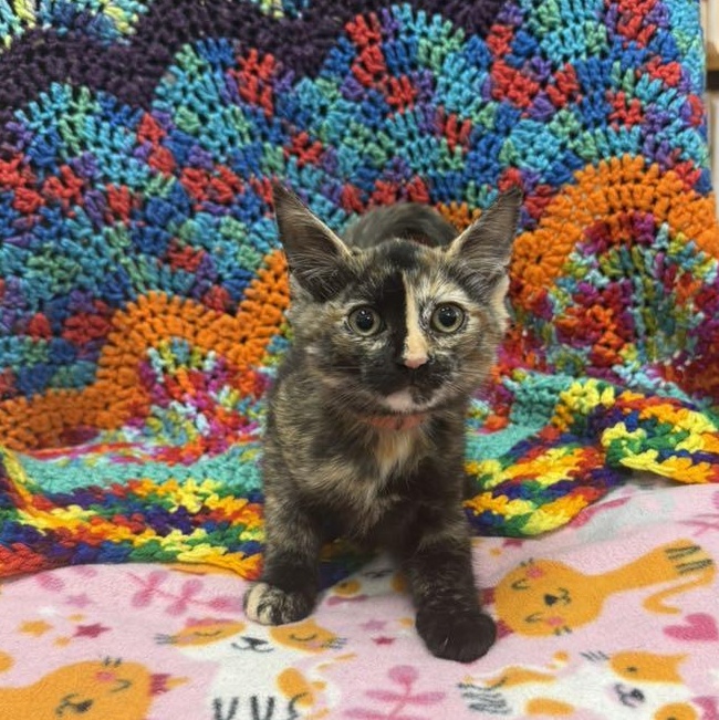 Enlarge Annie, a ADOPTABLE Domestic Short Hair in Tucson, AZ image 2/3