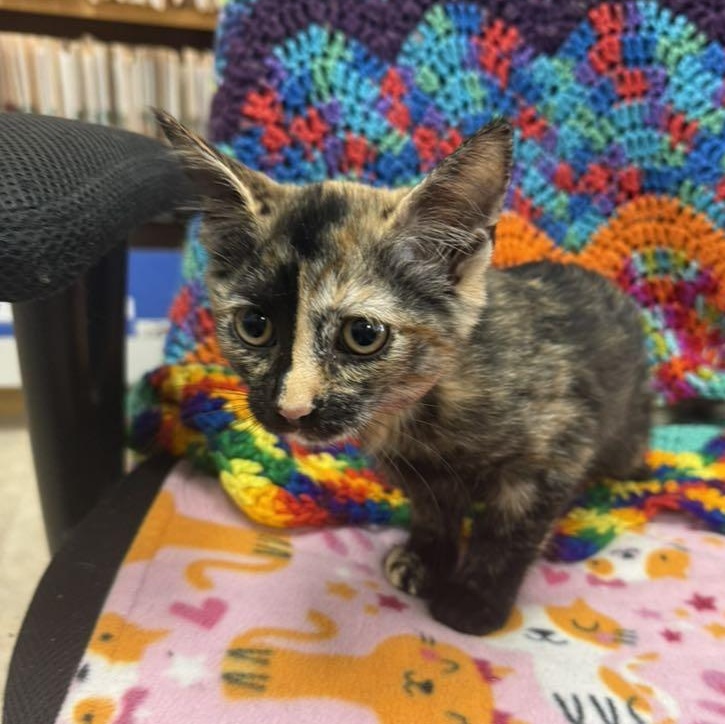 Enlarge Annie, a ADOPTABLE Domestic Short Hair in Tucson, AZ image 3/3