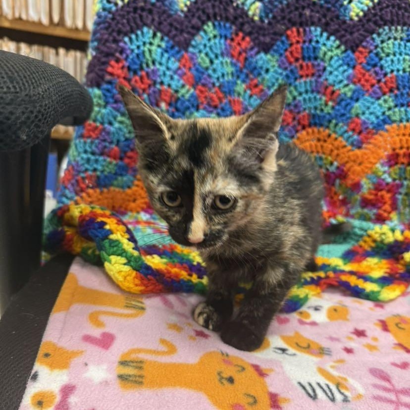 Annie, ADOPTABLE, Kitten Female Domestic Short Hair.
