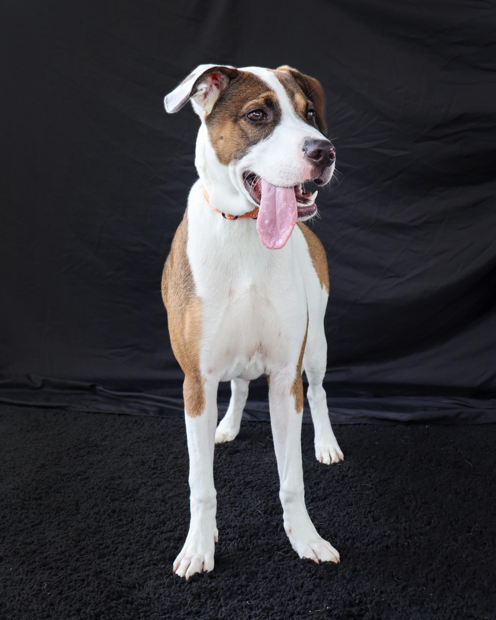 Enlarge Bronco, a ADOPTABLE mixed breed in Ocean Springs, MS image 3/4
