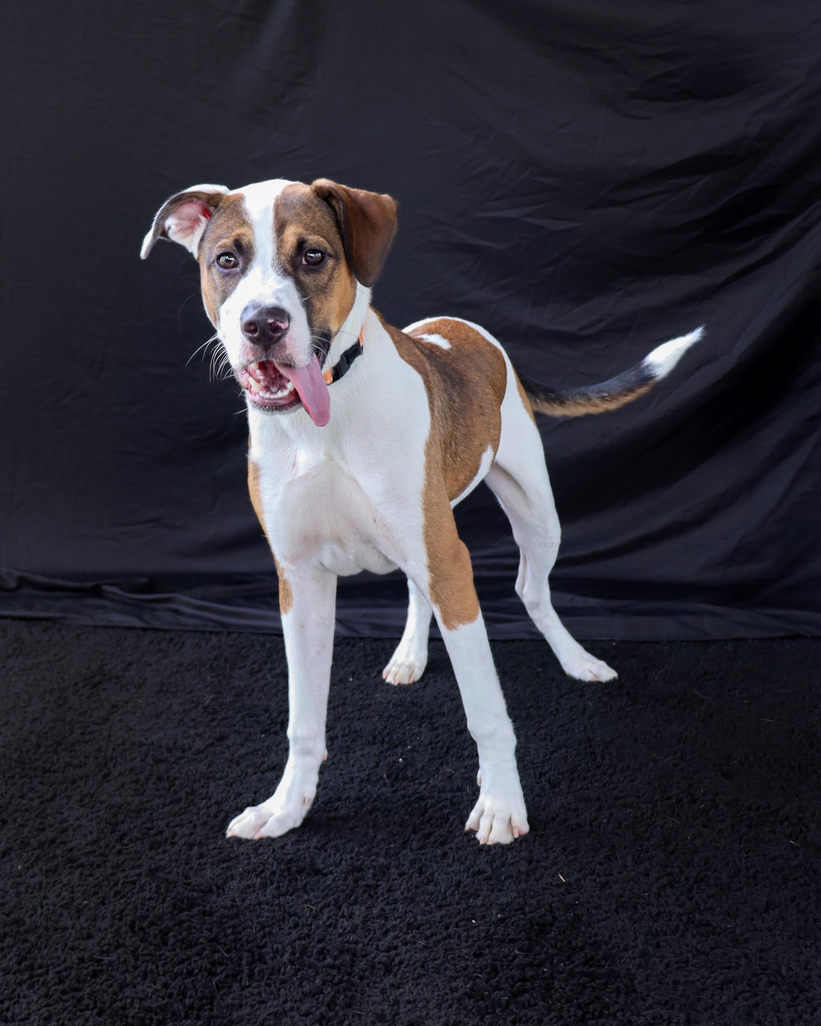 Bronco, ADOPTABLE, Puppy Male Catahoula Leopard Dog & Black Mouth Cur.