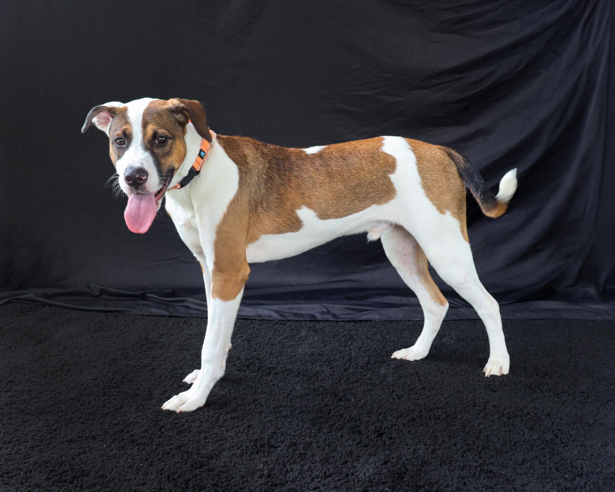Enlarge Bronco, a ADOPTABLE mixed breed in Ocean Springs, MS image 4/4