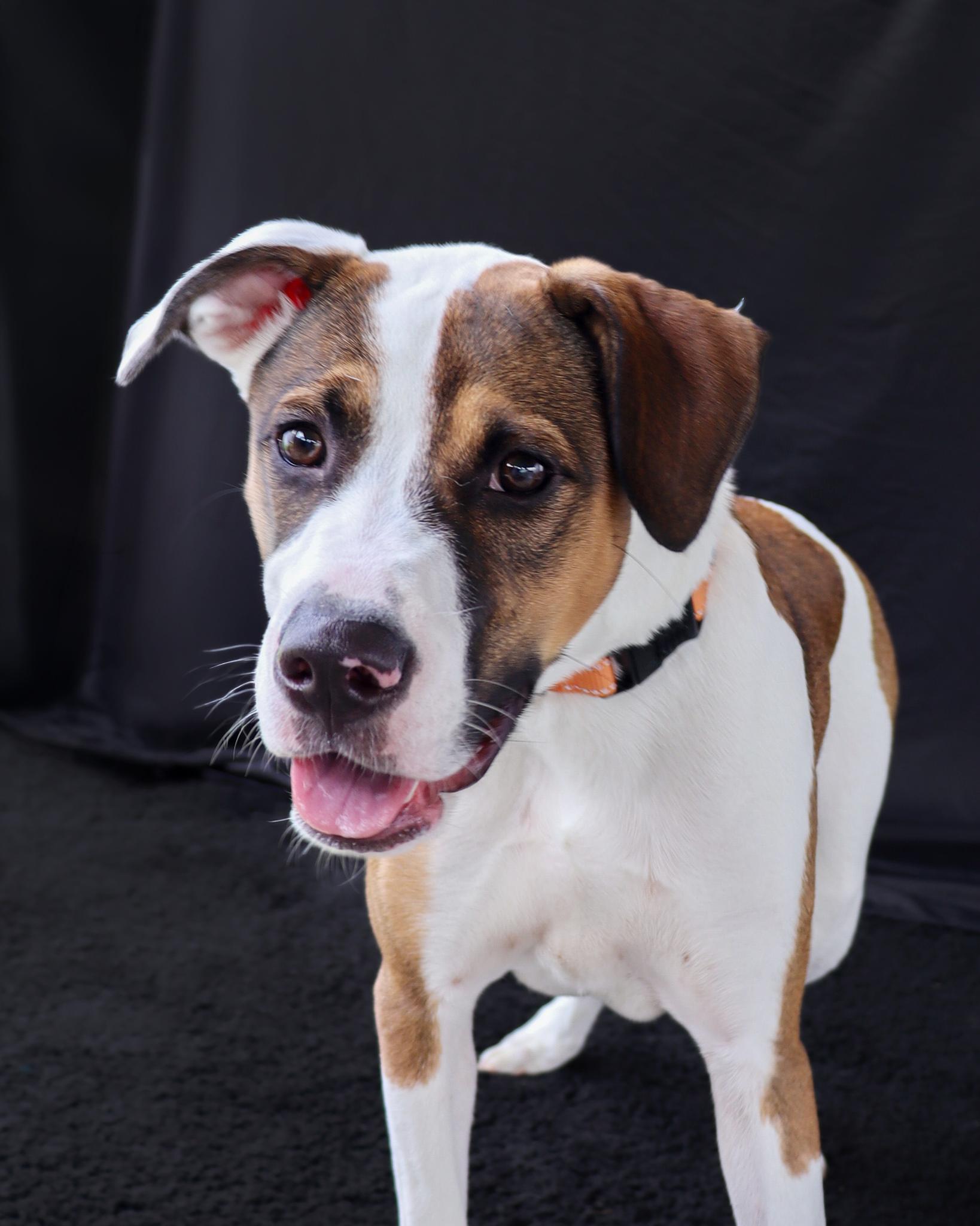 Enlarge Bronco, a ADOPTABLE mixed breed in Ocean Springs, MS image 2/4