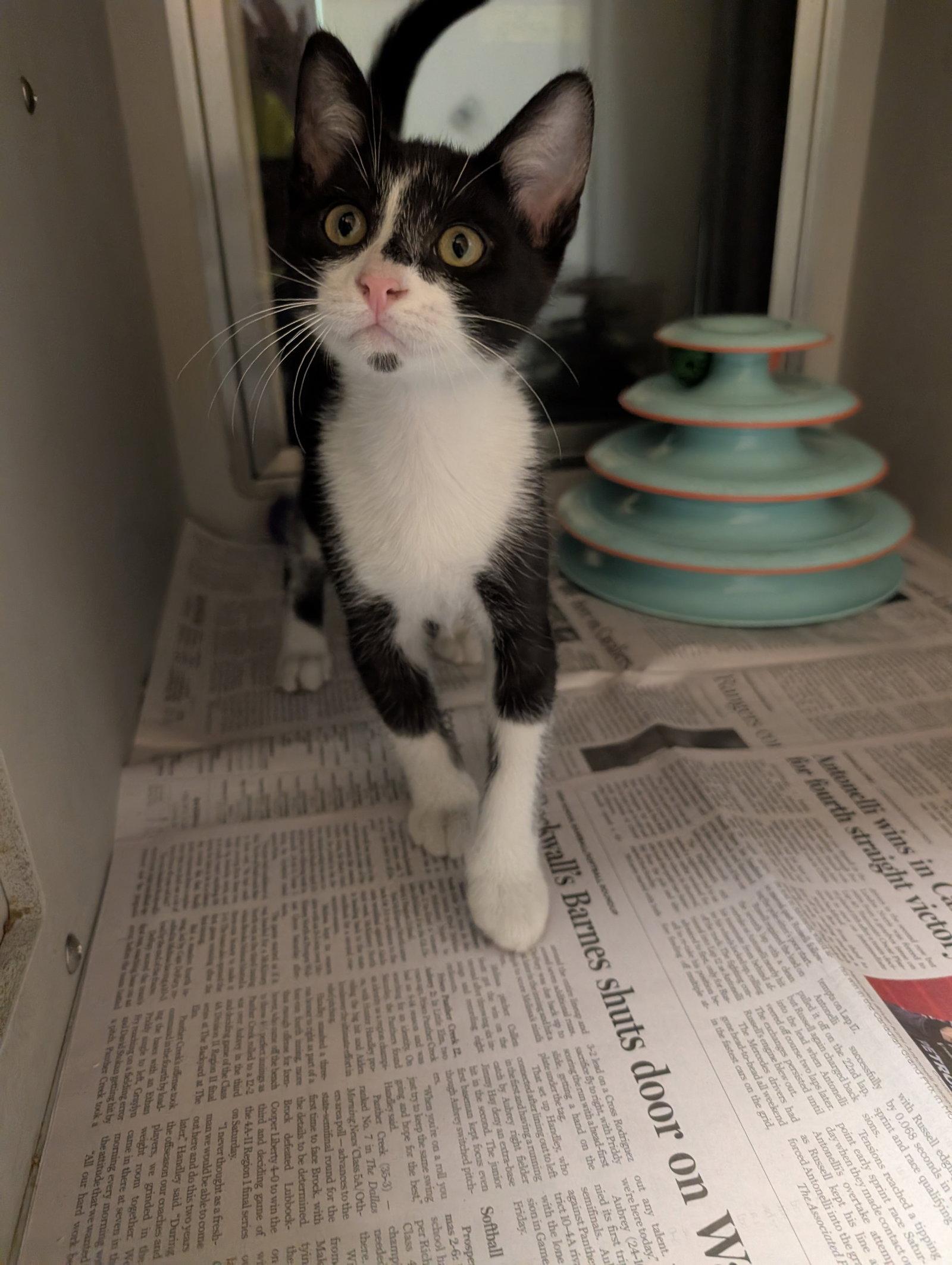 Teeny, Adoptable, Kitten Male Domestic Short Hair.