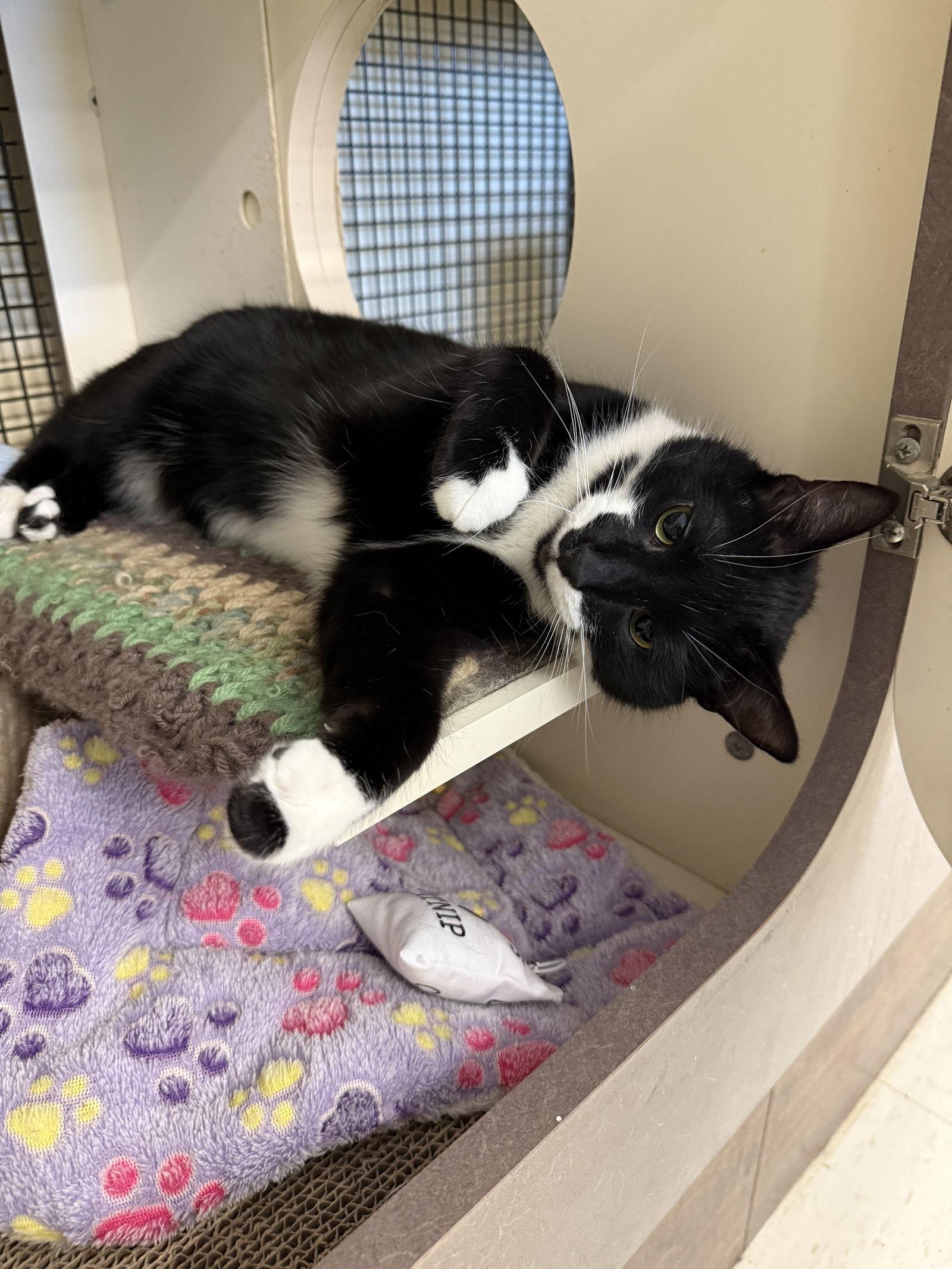 Hyperion thumbnail 4