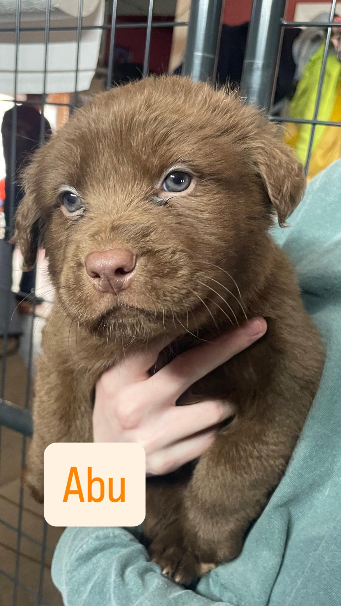 ABU , adopted, Puppy Male Chow Chow.