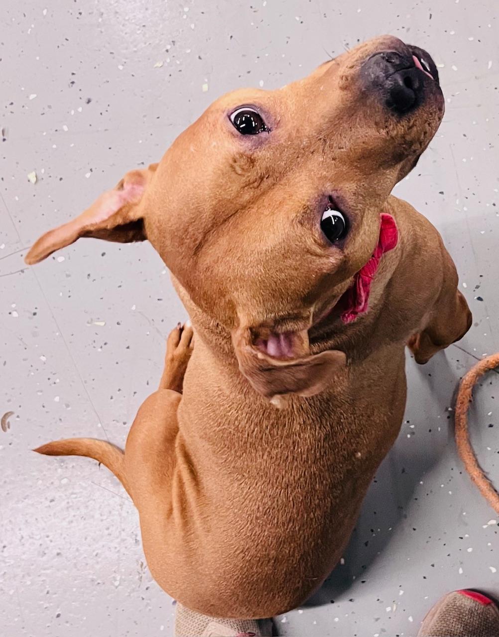 Dylan, a Adoptable mixed breed in Oak Park, MI image 4/5