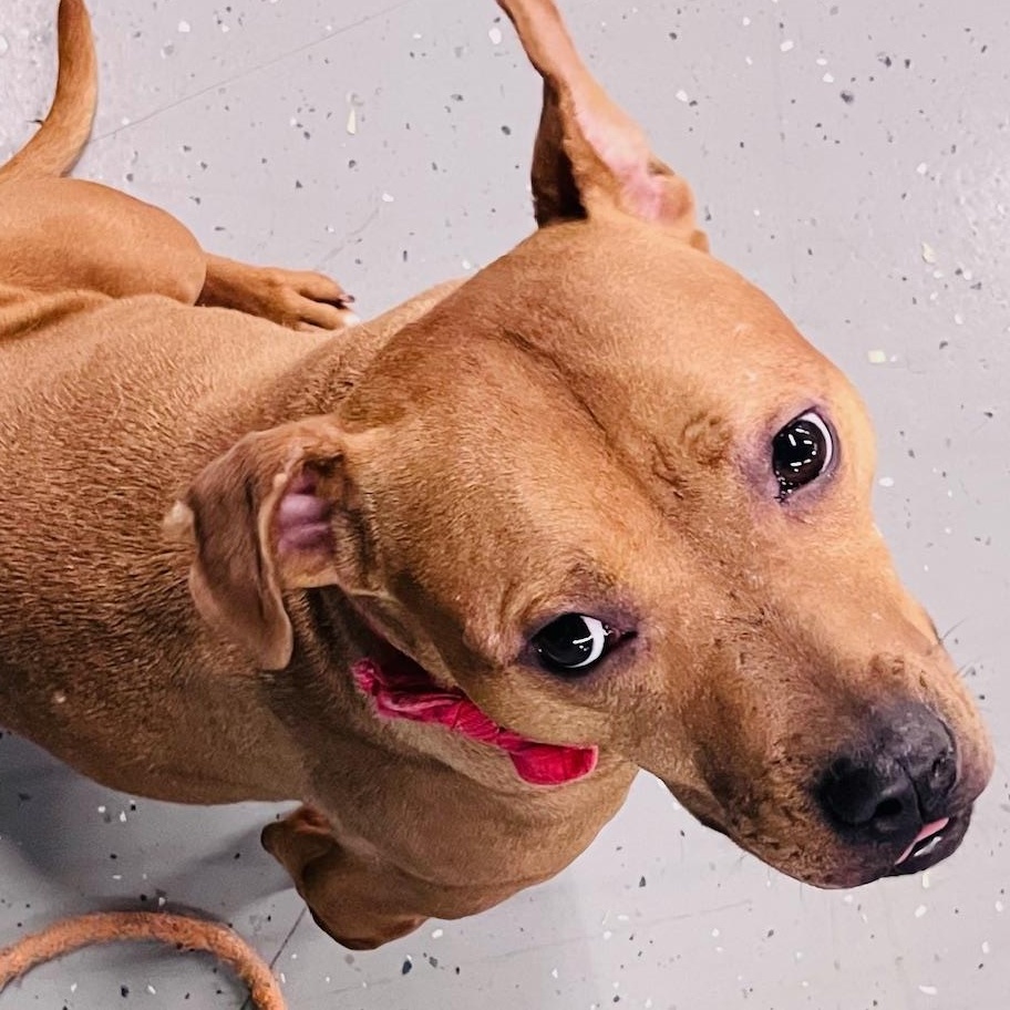 Enlarge Dylan, a Adoptable mixed breed in Oak Park, MI image 5/6