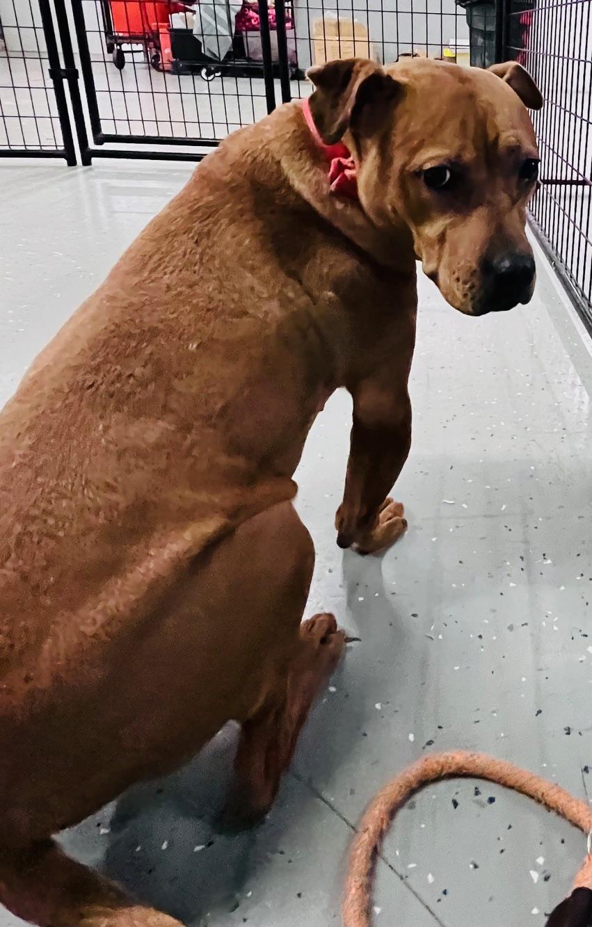 Dylan, a Adoptable mixed breed in Oak Park, MI image 5/5