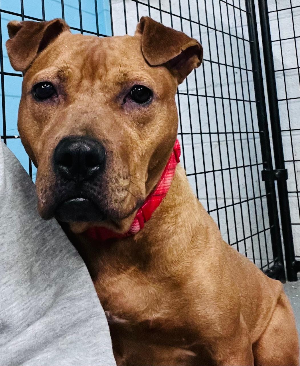 Dylan, a Adoptable mixed breed in Oak Park, MI image 3/5