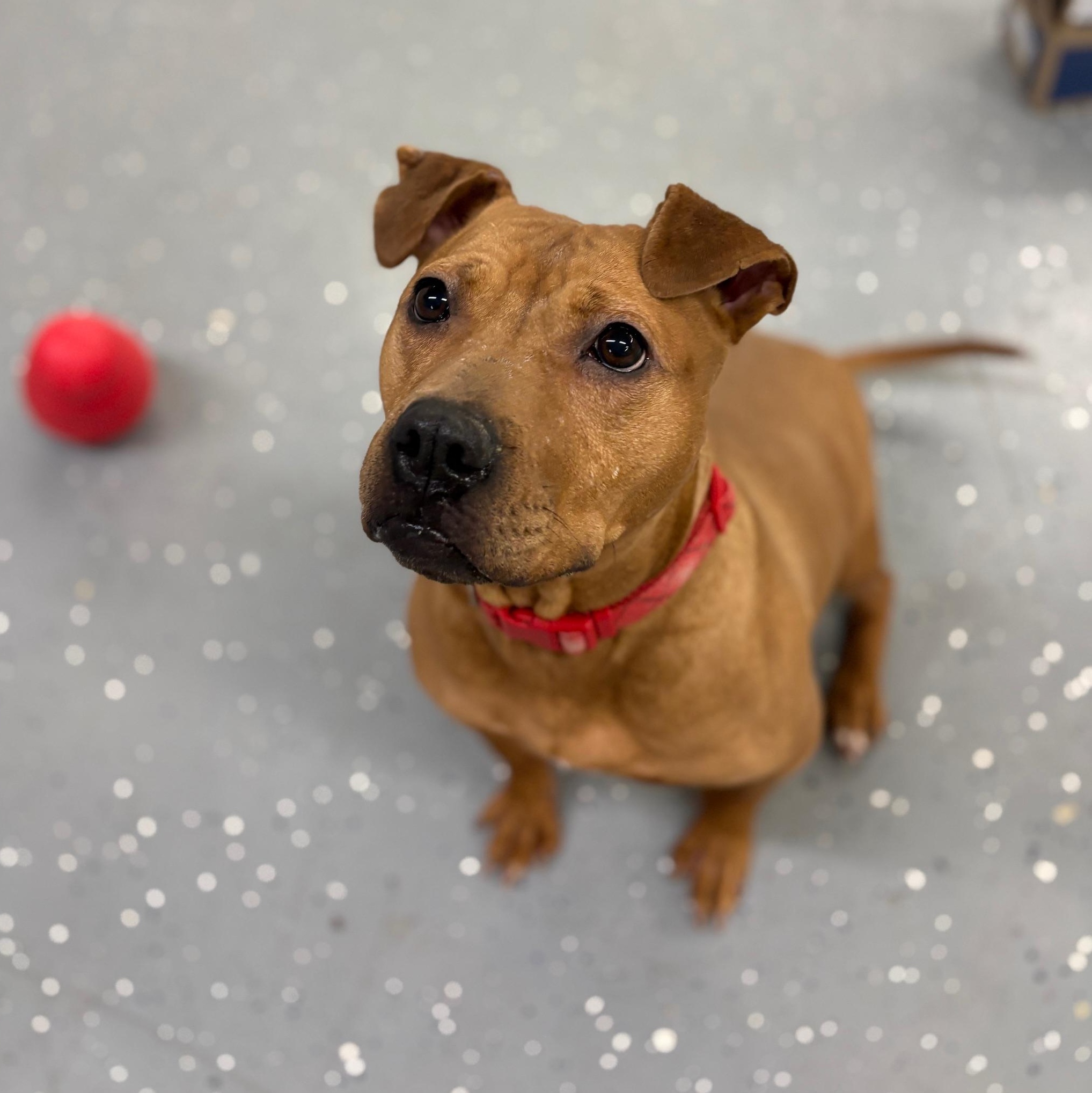 Enlarge Dylan, a Adoptable mixed breed in Oak Park, MI image 3/6