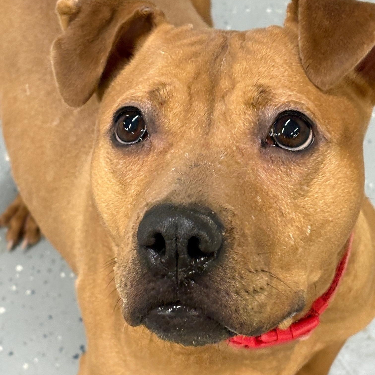 Enlarge Dylan, a Adoptable mixed breed in Oak Park, MI image 1/6