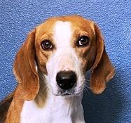 Squirrel Beautiful Purebred