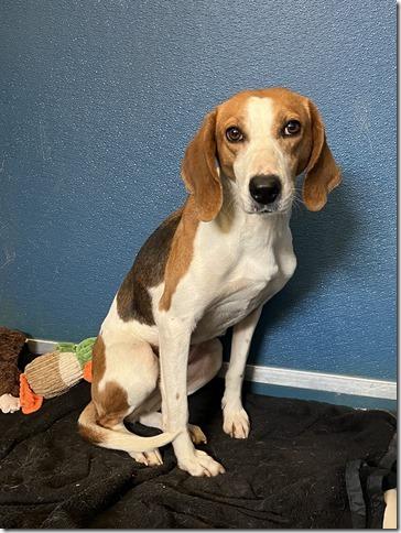 Squirrel  Beautiful Purebred thumbnail 2