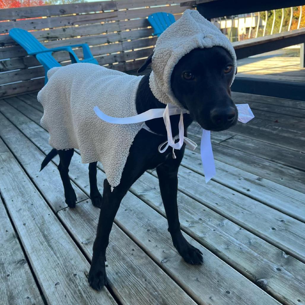 Zeus, Adoptable, Young Male Mixed Breed & Black Labrador Retriever.