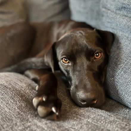 Enlarge Zeus, a Adoptable mixed breed in Lions Bay, BC image 1/1