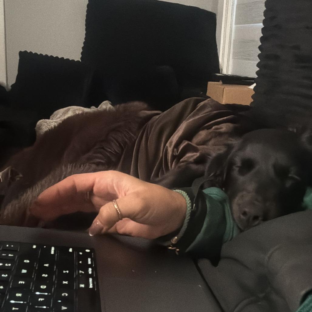 Enlarge Zeus, a Adoptable mixed breed in Lions Bay, BC image 3/3