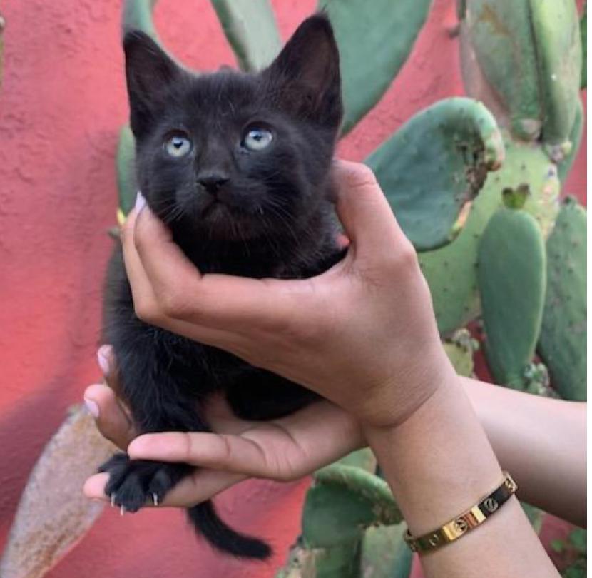 Nova, Adopted, Young Female Domestic Short Hair.