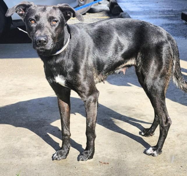 RENATA, Adoptable, Adult Female Labrador Retriever & Mixed Breed.