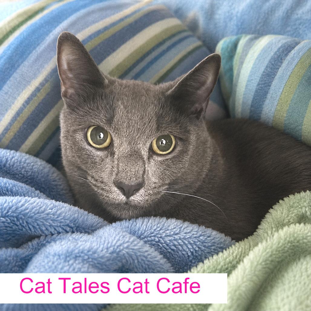 Enlarge Gary, a Adoptable Domestic Short Hair in Chapel Hill, NC image 1/1