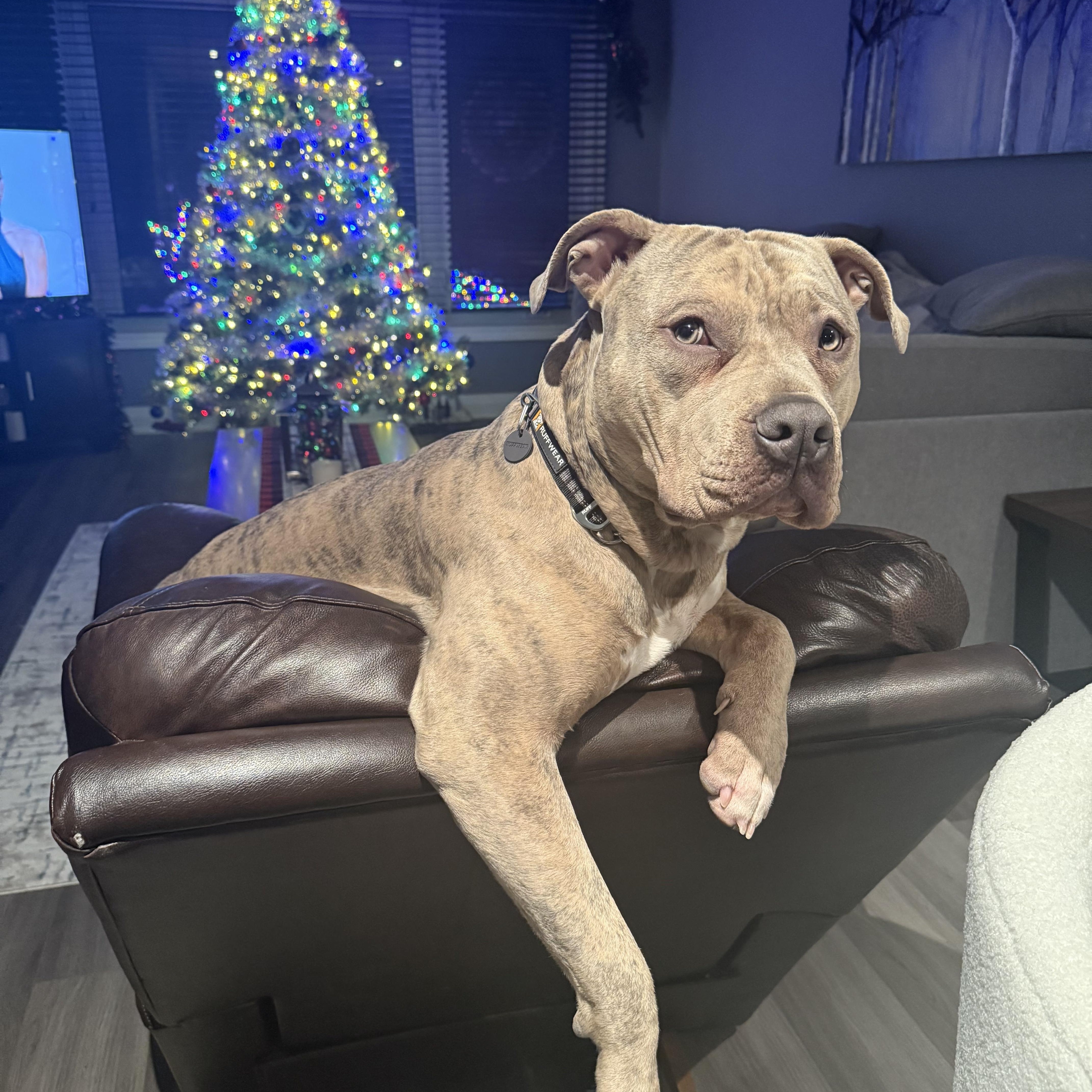 Kyro, an adopted American Bulldog in KITCHENER, ON image 1/3