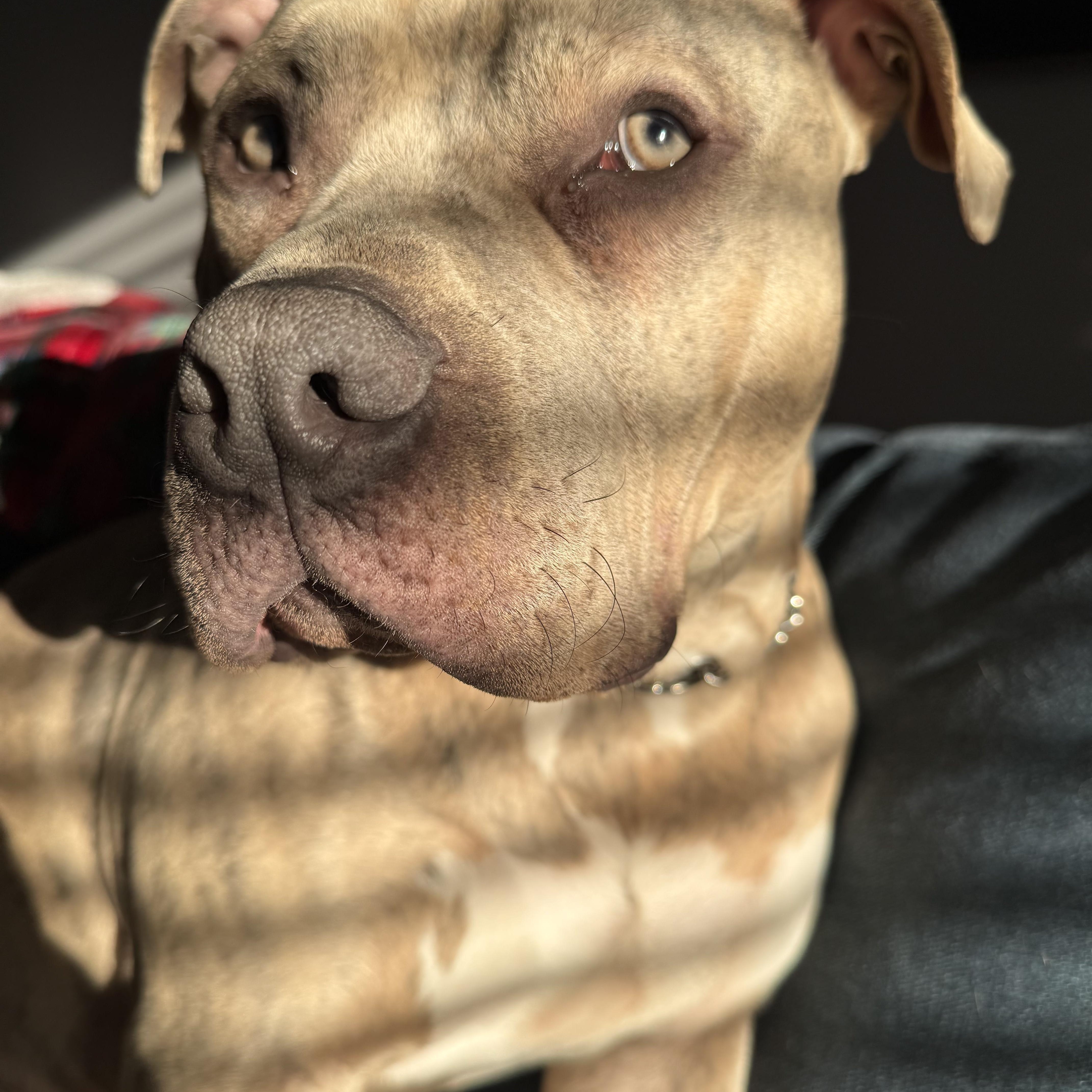 Kyro, an adopted American Bulldog in KITCHENER, ON image 2/3