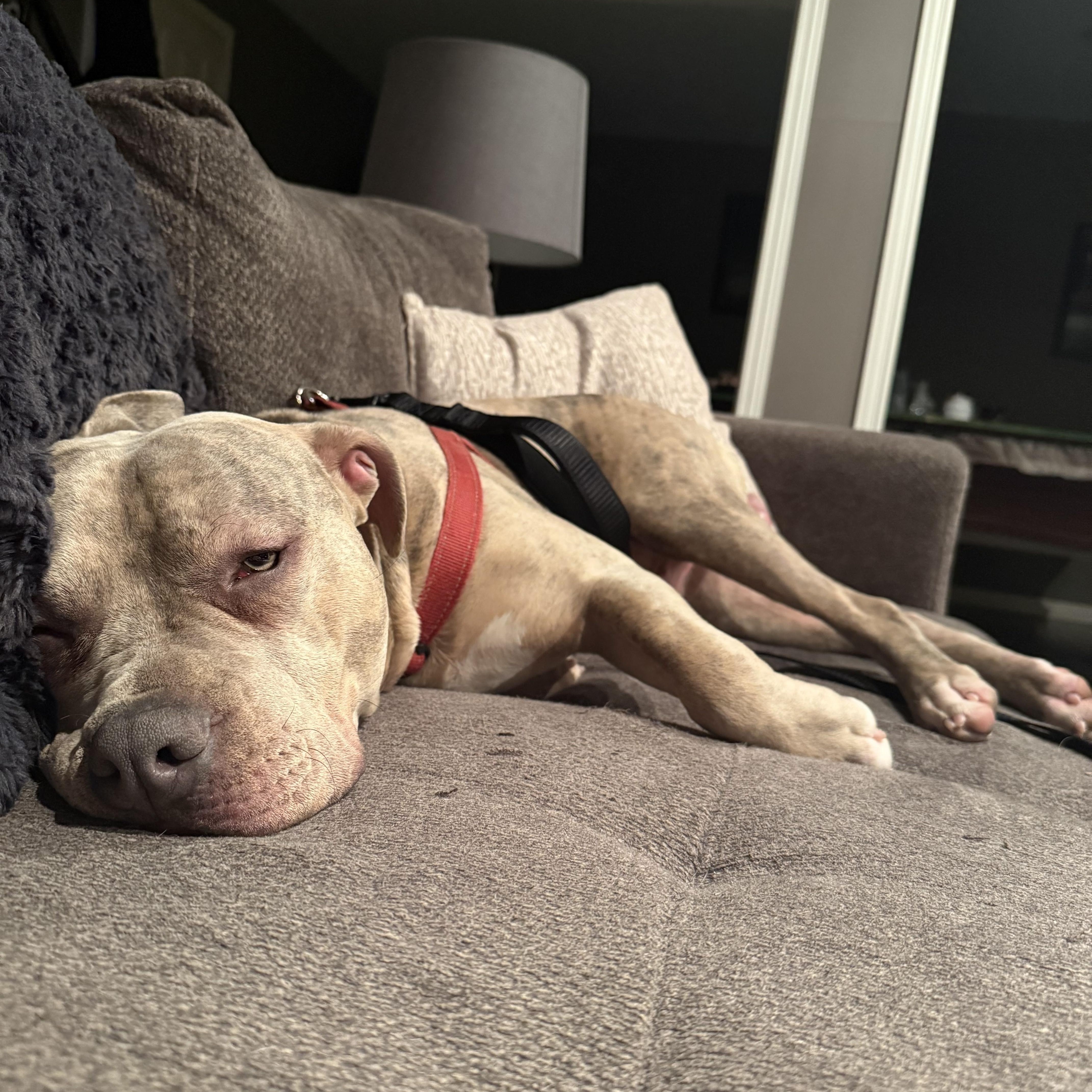Kyro, an adopted American Bulldog in KITCHENER, ON image 3/3