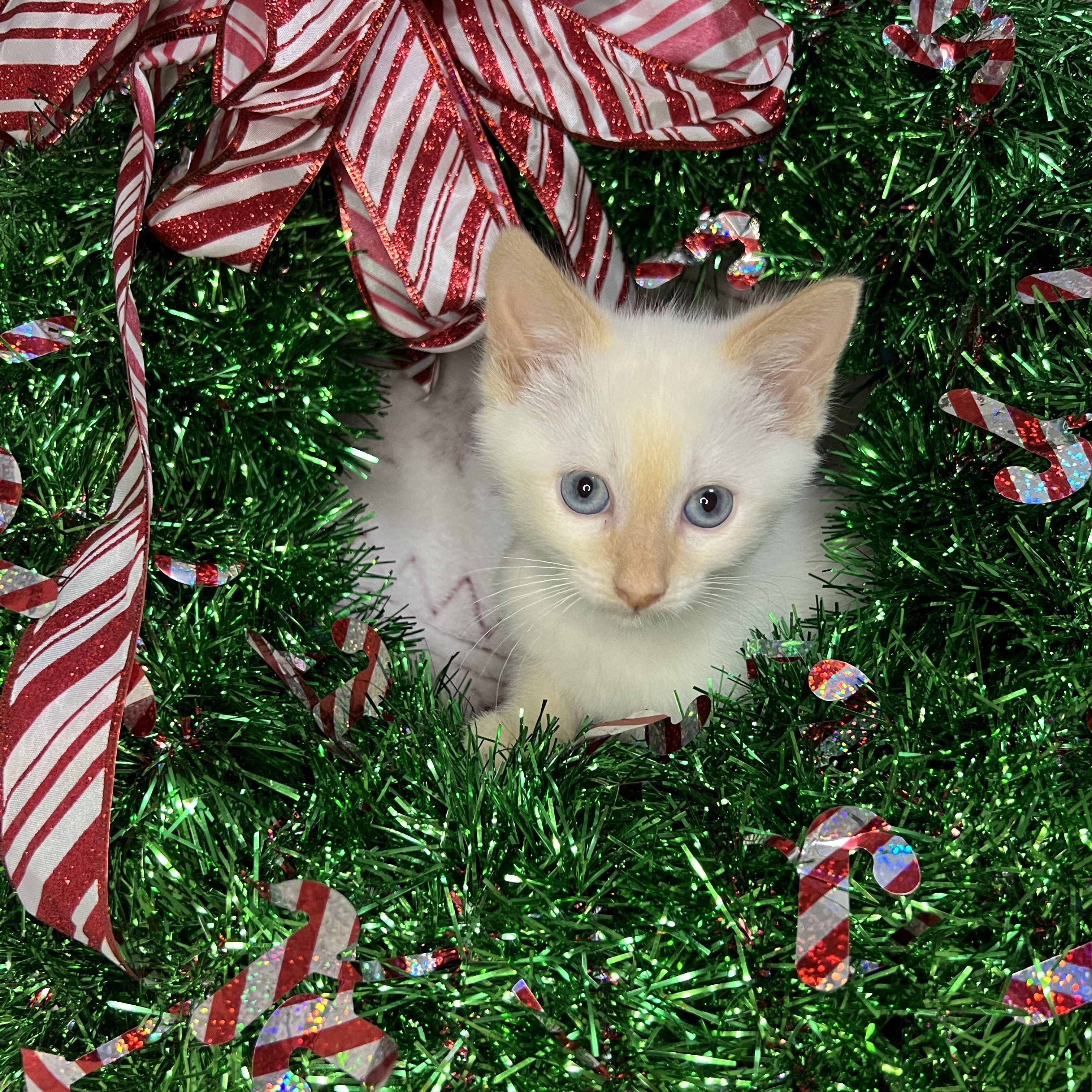 Mordecai, adopted, Kitten Male Siamese & Domestic Short Hair.