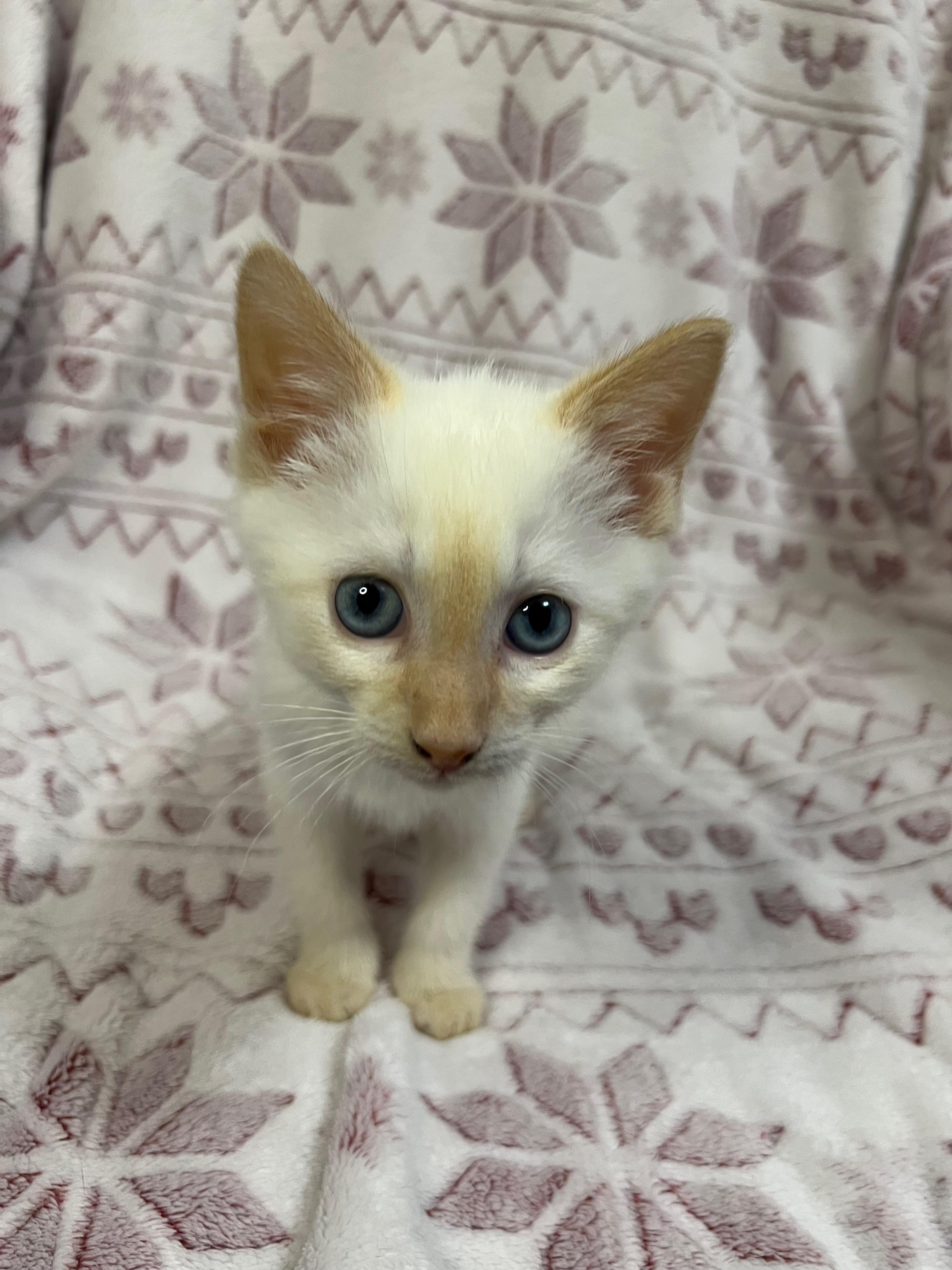 Mordecai, an adopted mixed breed in Winchester, KY image 4/5