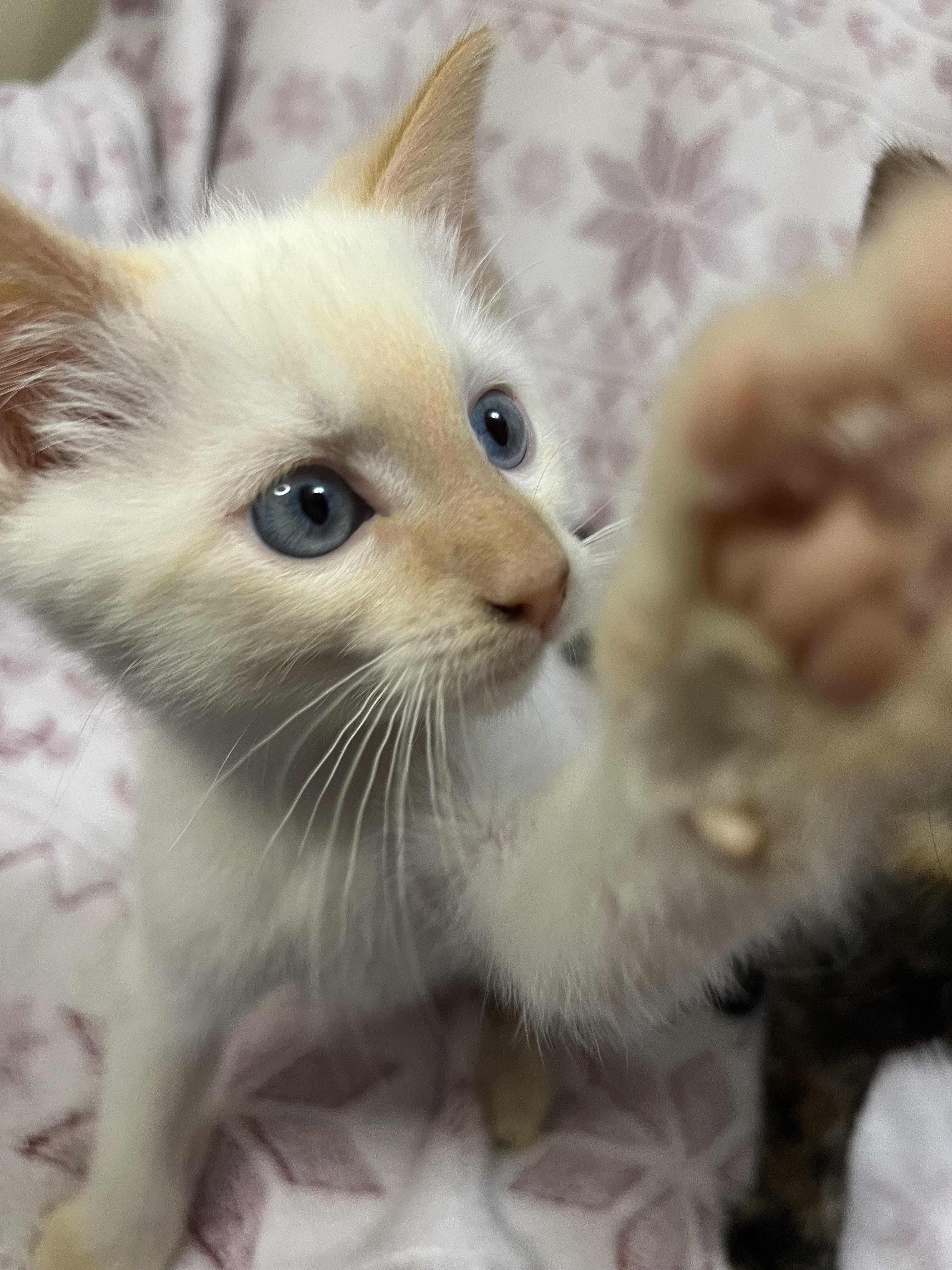 Mordecai, an adopted mixed breed in Winchester, KY image 2/5