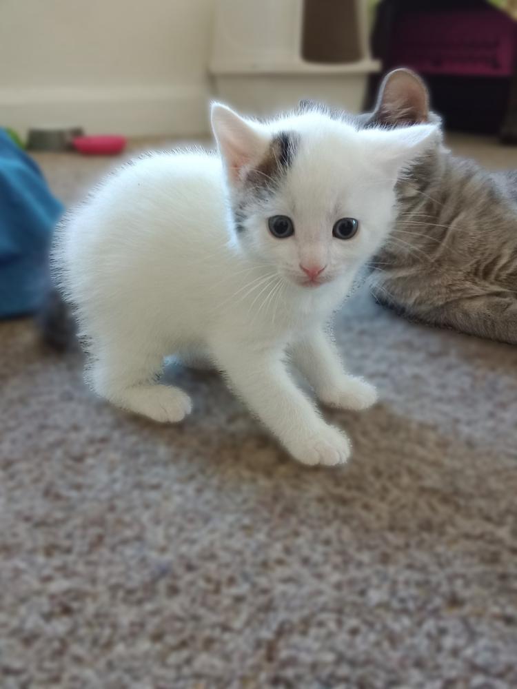 Enlarge Spanky Avery, a Adoptable Domestic Short Hair in Mount Laurel, NJ image 1/4