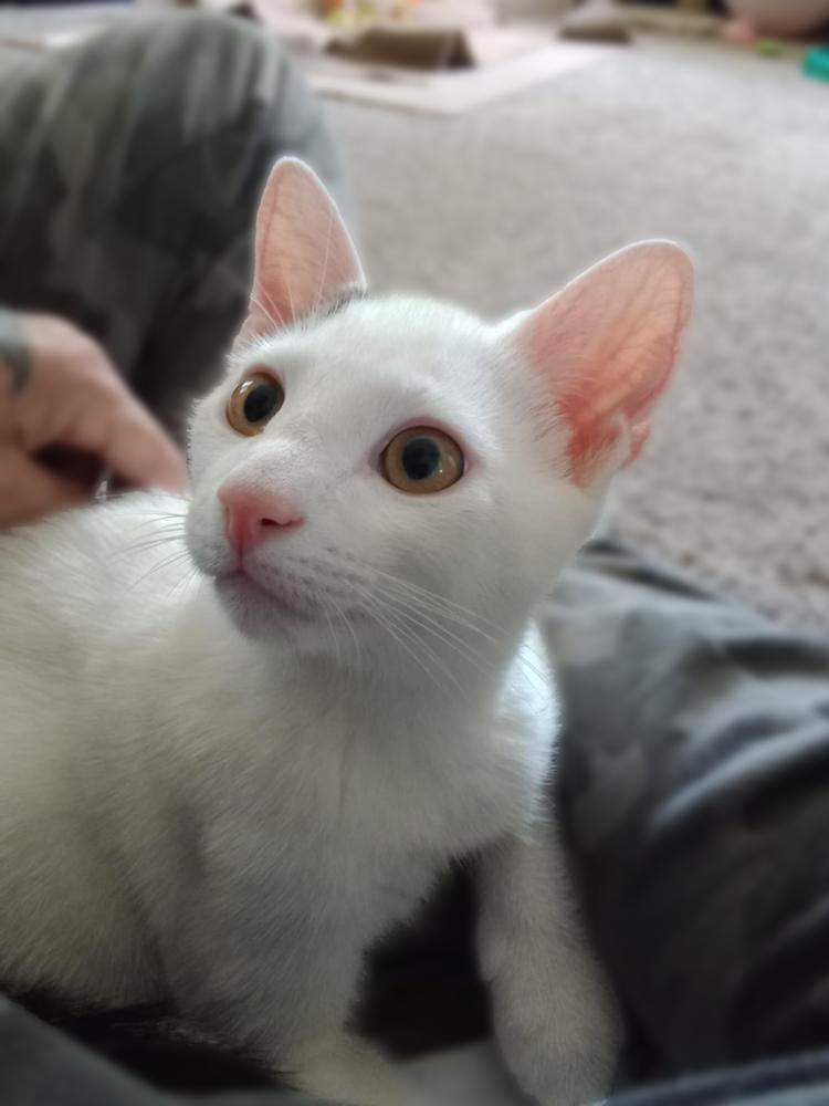 Enlarge Spanky Avery, a Adoptable Domestic Short Hair in Mount Laurel, NJ image 2/4