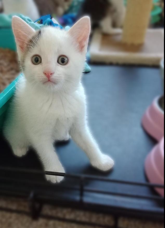 Enlarge Spanky Avery, a Adoptable Domestic Short Hair in Mount Laurel, NJ image 3/4