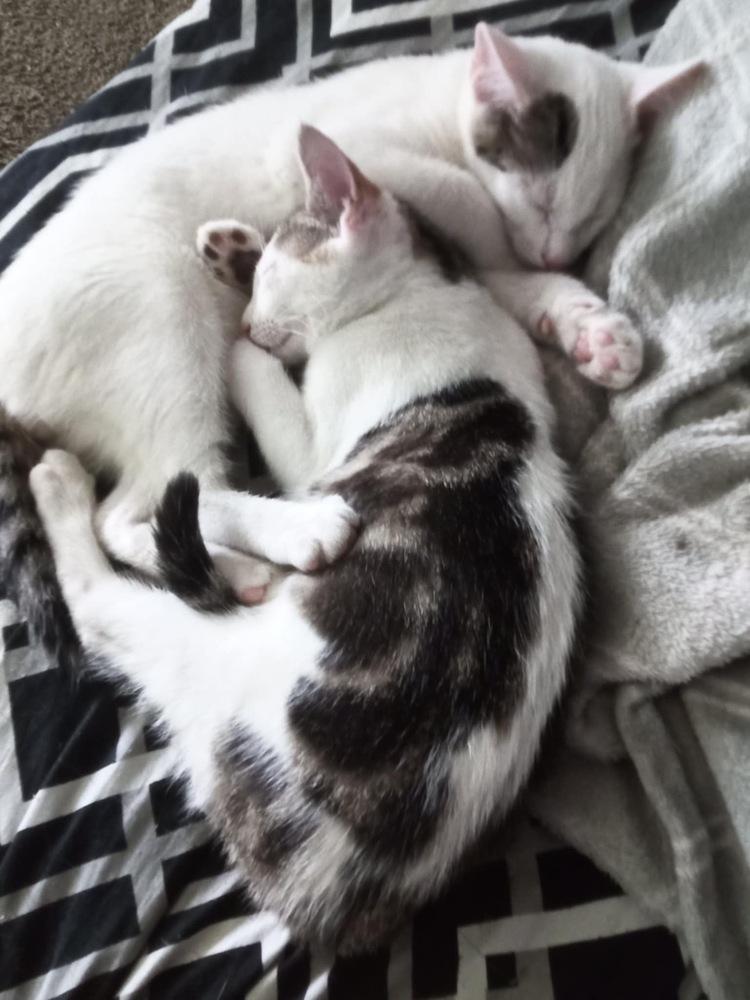 Enlarge Spanky Avery, a Adoptable Domestic Short Hair in Mount Laurel, NJ image 4/4