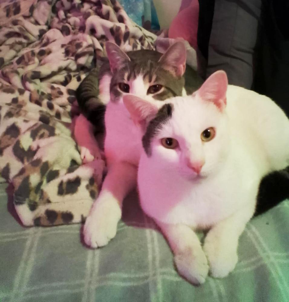 Enlarge Spanky Avery, a Adoptable Domestic Short Hair in Mount Laurel, NJ image 6/6